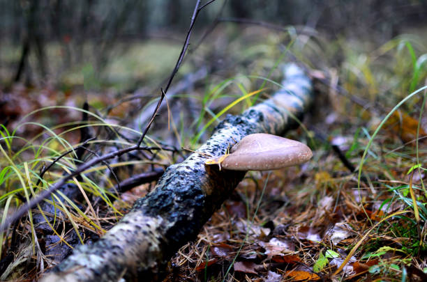 Dangerous parasitic mushrooms grow on dead stumps, branches and trees. Tinder fungus resemble tuberculosis in the human body. Fomes fomentarius. Magic mushroom on the tree.
