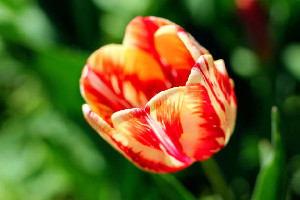istock red and yellow tulip. photo 1201650648