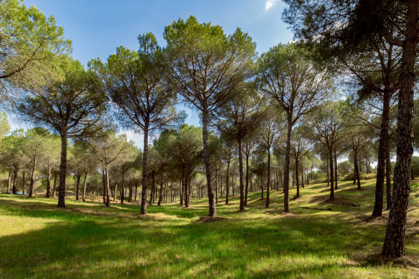 Beautiful spring forest. Morning in the pine forest. Wilderness landscape forest with pine trees.