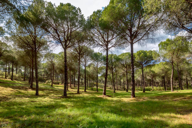 istock Beautiful spring forest. Morning in the pine forest. Wilderness landscape forest with pine trees. 1201651923
