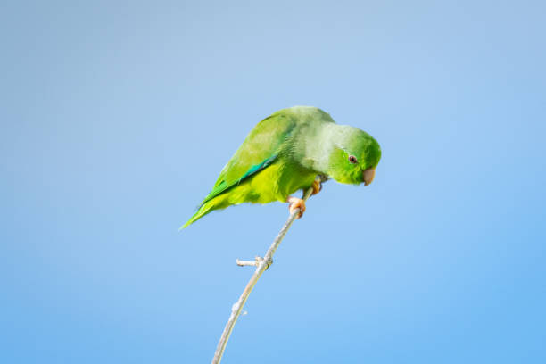 istock Green-rumped Parrotlet perching on a clear day. 1201652068