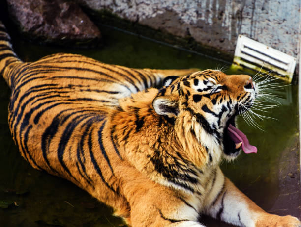 istock Beautiful amur tiger portrait 1201652517