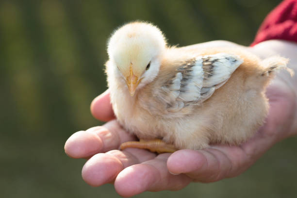 istock Young newborn chicken on a meadow outdoor 1201653726