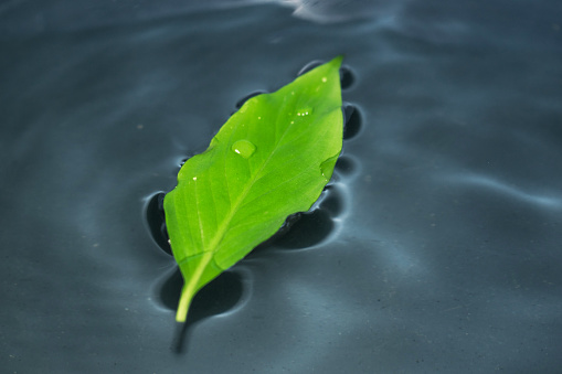 Green leaf on the water with waves. Water splash and drops.
