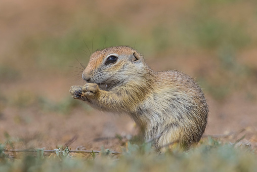 Anatolian Souslik-Ground Squirrel  (Spermophilus xanthoprymnus) is a rodent that lives in Anatolia.