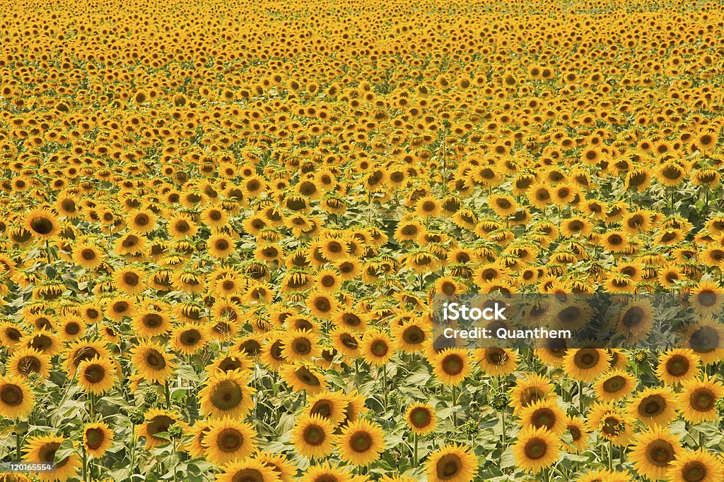 Sunflowers growing in field Sunflowers growing in field, full frame Abundance Stock Photo