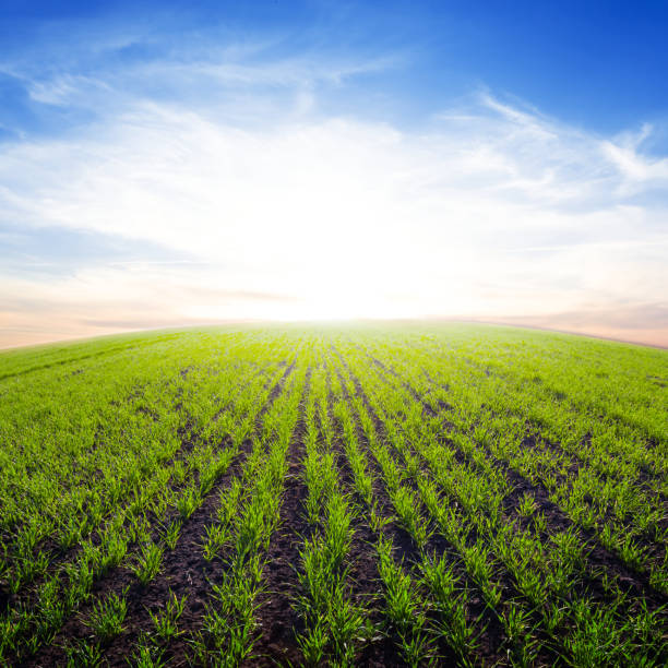 istock early morning rural scene 1201655566