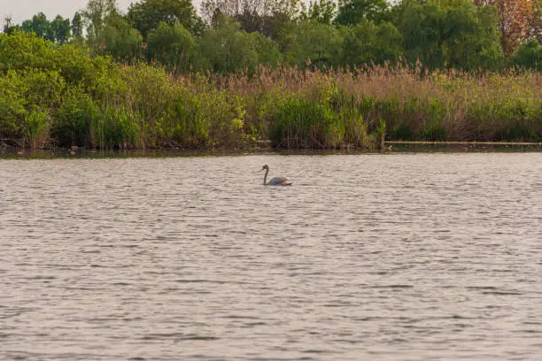 water birds shootings taken from inside the Mincio regional park, Mantua