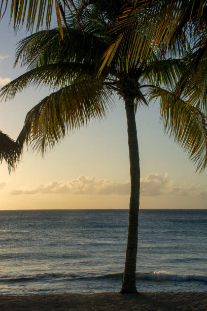 istock Sunset and palm tree silhouette on the beach 1201656785