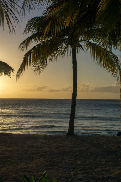 istock Sunset and palm tree silhouette on the beach 1201656967