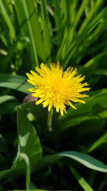 明るい日差しの中で黄色のタンポポの花のクローズアップ。芝生の緑の草の中で成長タンポポ植物のふわふわ黄色の花びら。ぼやけた背景に単一の花。 - vegetable garden green ground flower head ストックフォトと画像