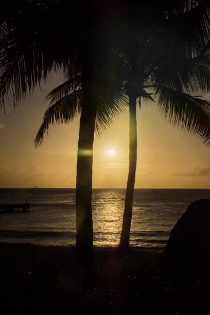 istock Sunset and palm tree silhouette on the beach 1201656979