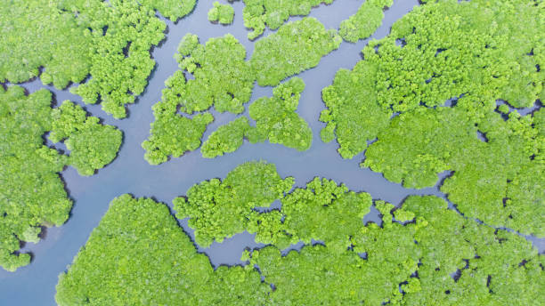 istock Mangroves, top view. Mangrove forest and winding rivers 1201657601