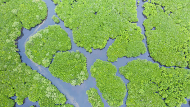 istock Mangroves, top view. Mangrove forest and winding rivers 1201658600