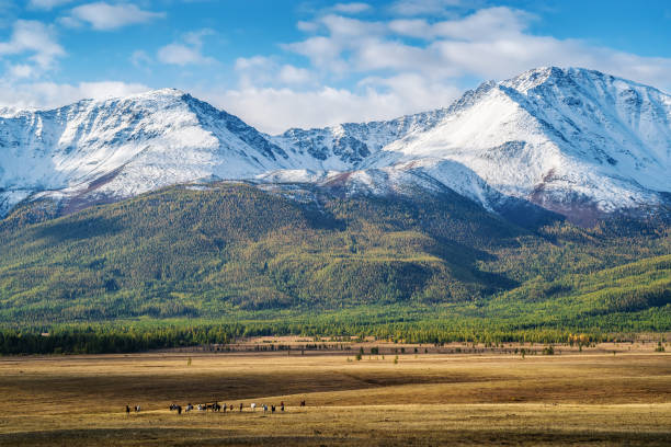 istock Herd of horses grazing in the Kurai steppe 1201660419