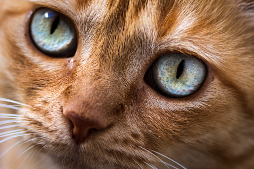 A beautiful close-up headshot of a green-eyed  cat.