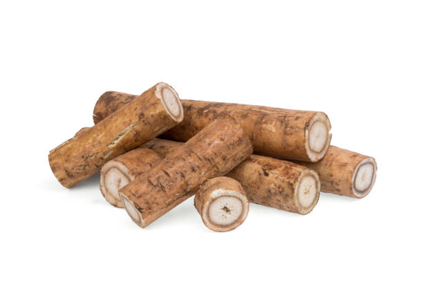 istock burdock roots or kobo isolated on white background 1201661942