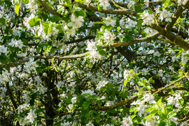 istock apple orchard in bloom in spring under the sun and blue sky 1201662219