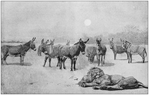 Antique Illustration: Lion and donkeys