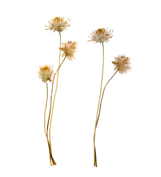 dried flowers isolated on white background