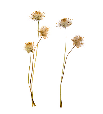 dried flowers isolated on white background