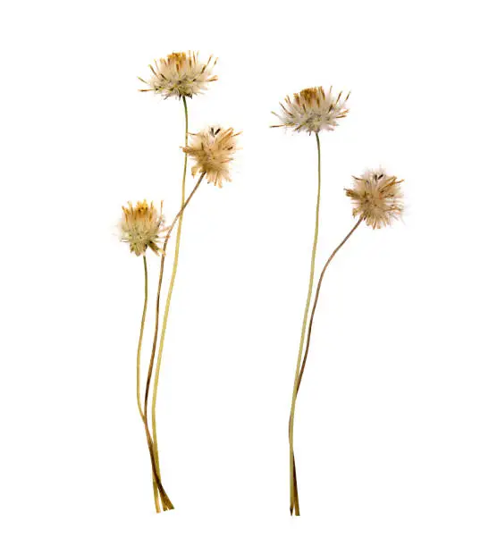 Photo of dried flowers isolated on white background