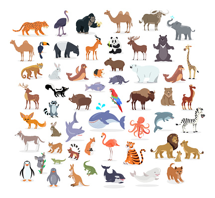 Animal full length portraits collection on white. Vector poster of domestic and wild animals from various countries, lion family, green alligator, colourful parrot on branch, whale splashing water