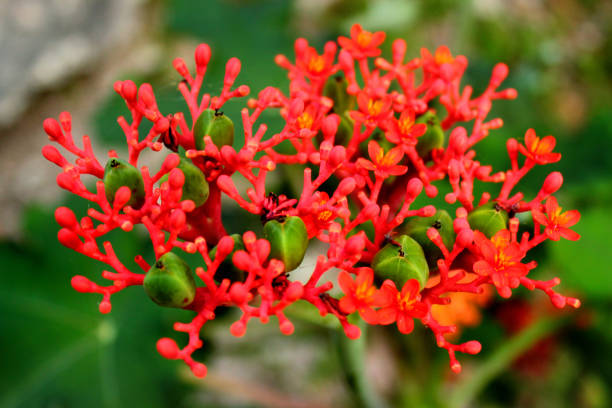 istock Gout Plant or Guatemalan Rhubarb (Jatropha podagrica) 1201666705
