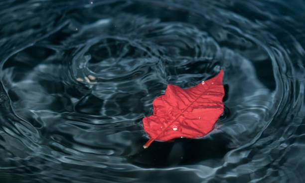 istock The red leaf floats on turquoise water. 1201667323