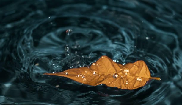 istock A  yellow- orange leaf floats on turquoise water. 1201667344