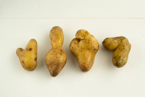 Ugly vegetables. Potatoes on a white wooden background. top viev stock photo