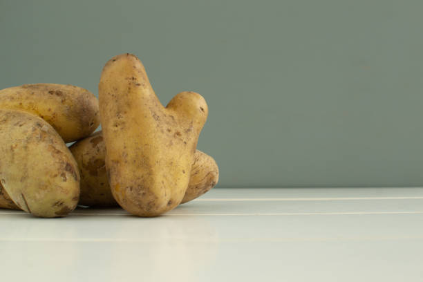 istock Ugly vegetables. Potatoes on a gray background background. Close-up 1201668674