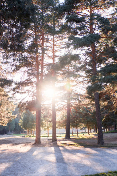 Warm summer sunset in pine forest. Wilderness, pines. concept of nature