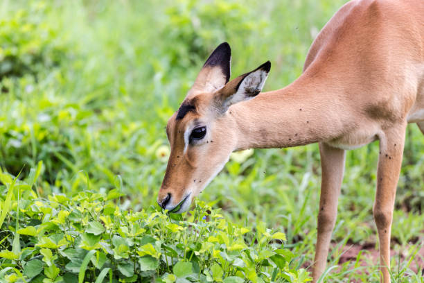 Impala Impala antelope in nature. National park, Serengeti. Tanzania impala stock pictures, royalty-free photos & images