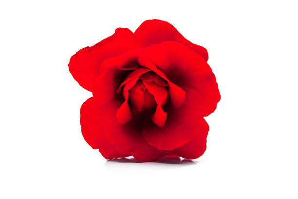 istock Red Rose isolated on white background 1201669960