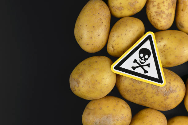 Concept For Unhealthy Or Toxic Substances In Food Like Solanin Or Pesticide  Residues With Skull Warning Sign On Raw Potatos On Black Background Stock  Photo - Download Image Now - iStock