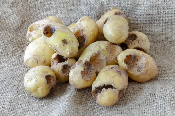 Photo of Potatoes eaten by pests