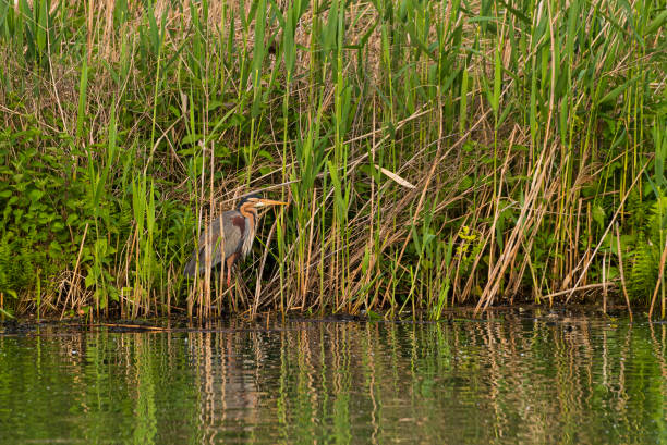 istock waterfowls inside the Mincio river regional park 1201674097