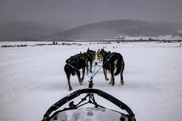 Photo of Dogsledding in Colorado