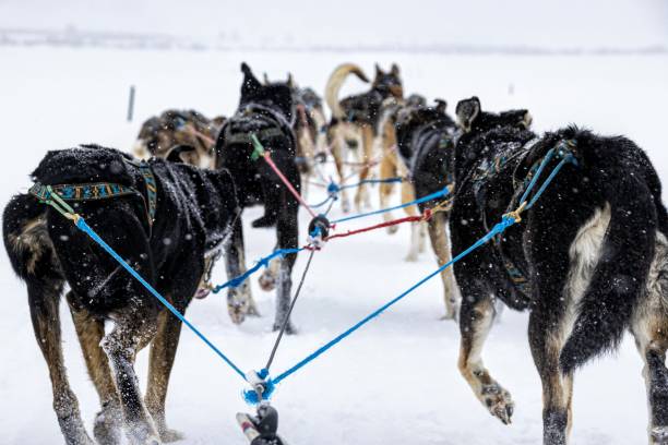 Dogsledding in Colorado Colorado dogsledding dogsledding stock pictures, royalty-free photos & images