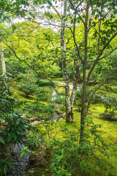 京都・嵐山の竹林 - soundscape ストックフォトと画像