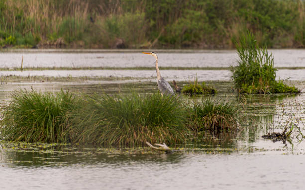istock waterfowls inside the Mincio river regional park 1201674847