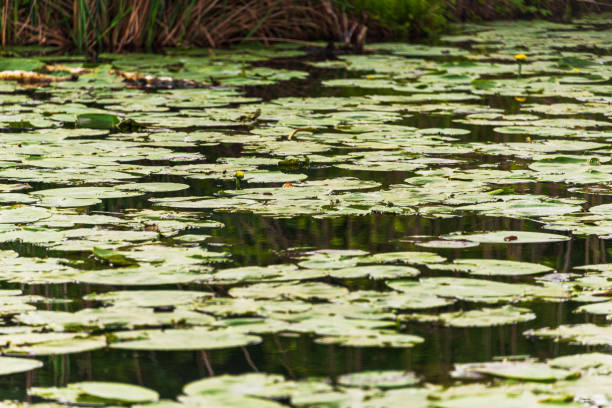istock water lily leaves inside the Mincio river Regional Park 1201675590