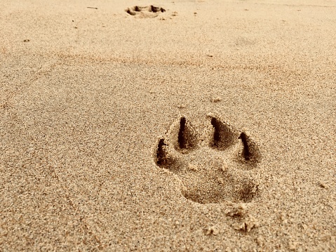 Labrador dog footprints in the sand of Cantabria beach