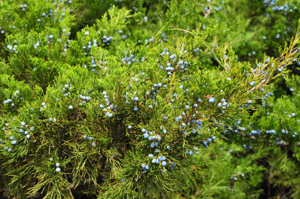 Blue juniper berries. Green juniper with juniper berry. Juniperus excelsa or Greek Juniper Blue berries are used as spices and in medicine. Blue juniper berries. Green juniper with juniper berry. Juniperus excelsa or Greek Juniper Blue berries are used as spices and in medicine. juniperus excelsa stock pictures, royalty-free photos & images