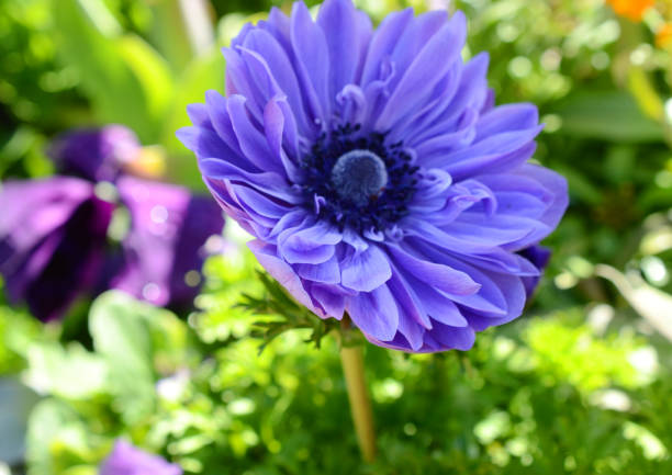 Beautiful violet blue black ornamental anemone coronaria