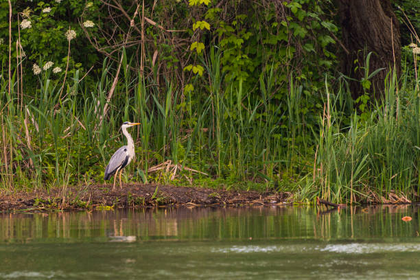 istock waterfowls inside the Mincio river regional park 1201676542