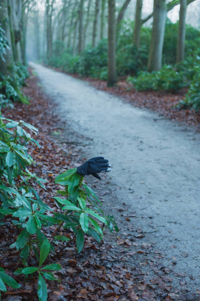 Lost black glove on branch of rhododendron along forest path.