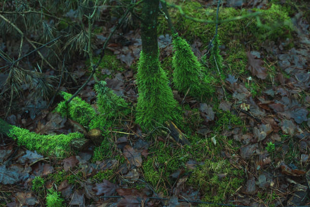 Mossy trunks between brown fallen leaves on forest ground.