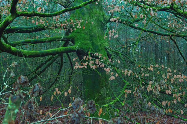 Old tree overgrown with moss and some brown colored leaves.